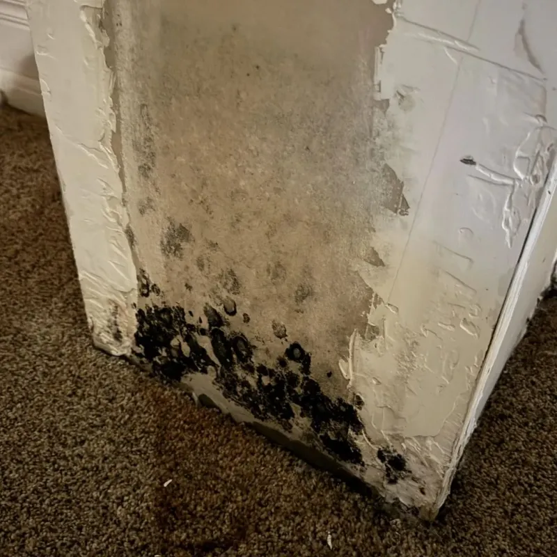 Professional Mold Removal in Bruce, MS